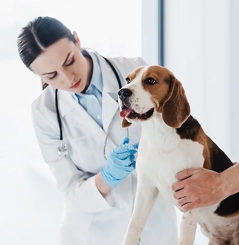 Dedebaşı Veteriner