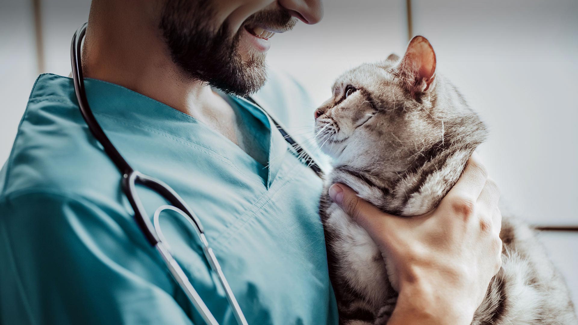 Dedebaşı Veteriner